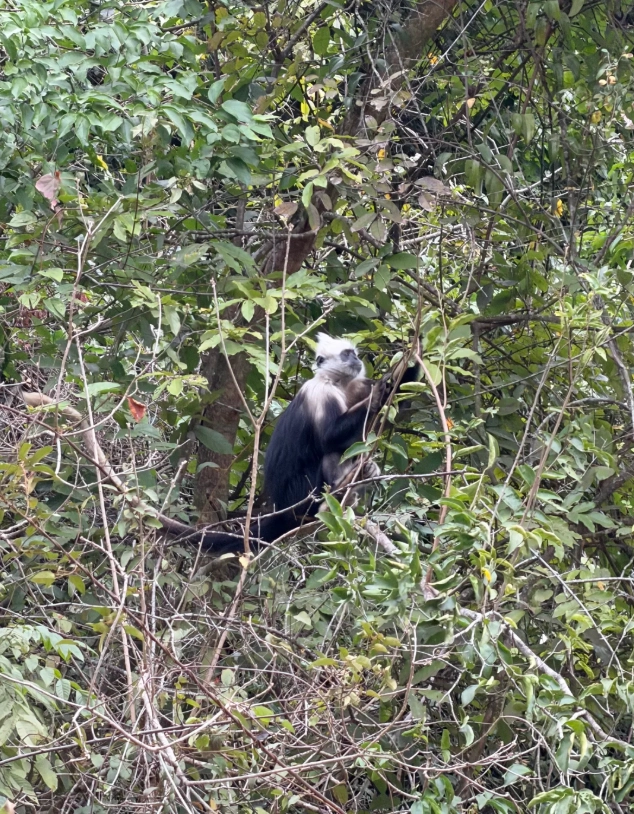 Photo of White-headed Langur National Nature Reserve: Chongzuo white-headed langur tour