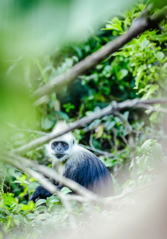 Photo of White-headed Langur National Nature Reserve: how to see white-headed langur