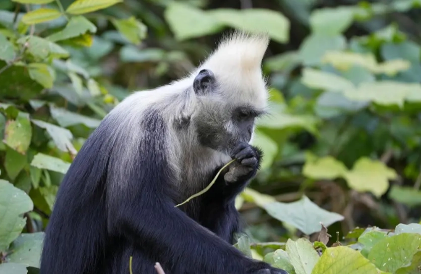 White-Headed Langur National Nature Reserve: How to Visit