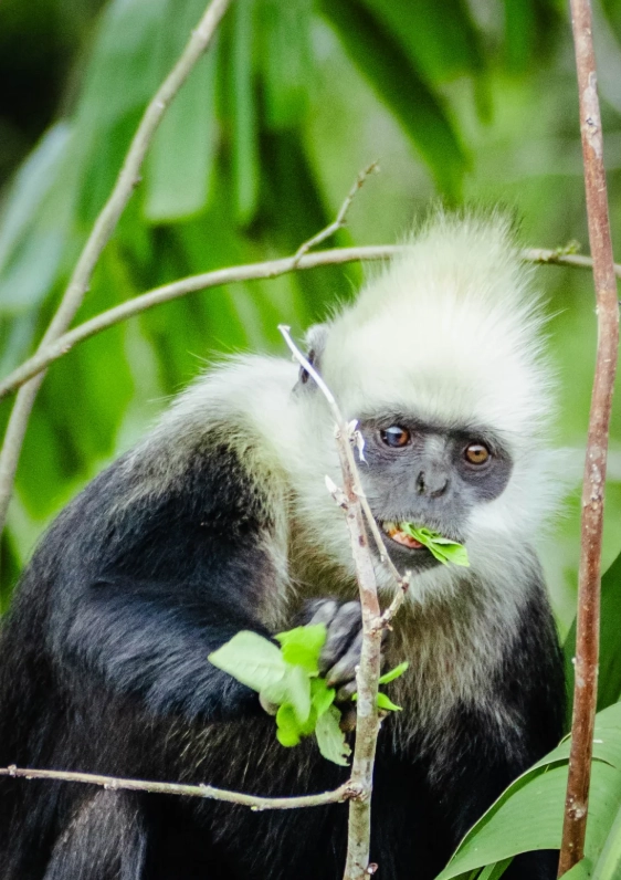 White-Headed Langur Nature Reserve: A Visitor's Guide