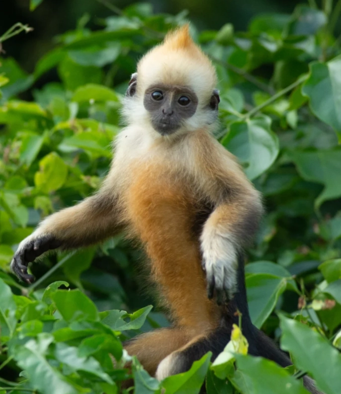 Photo of White-headed Langur National Nature Reserve: langur watching tips