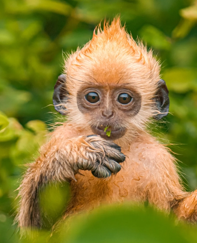 Photo of White-headed Langur National Nature Reserve: Chongzuo wildlife tour
