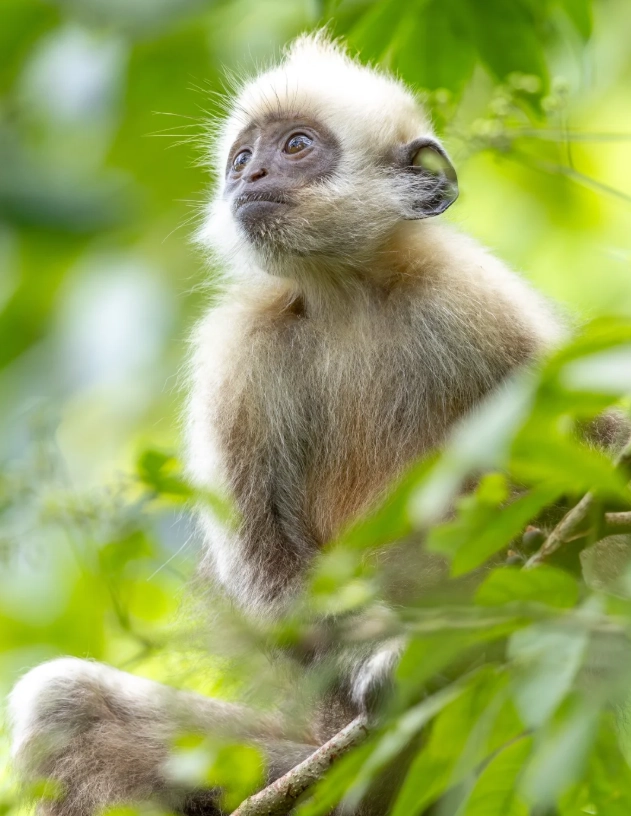 how long to spend at white-headed langur national nature reserve how long to spend at white-headed langur national nature reserve
