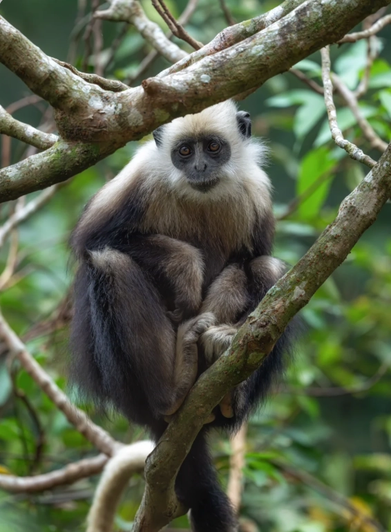 white-headed langur national nature reserve tickets