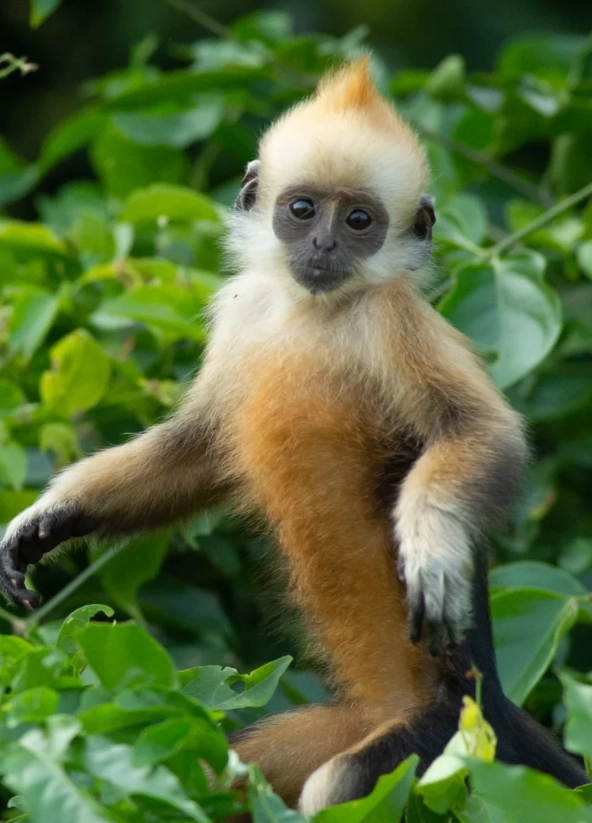 chongzuo white-headed langur tour chongzuo white-headed langur tour