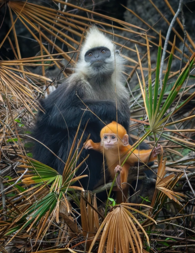 how to see white-headed langur how to see white-headed langur