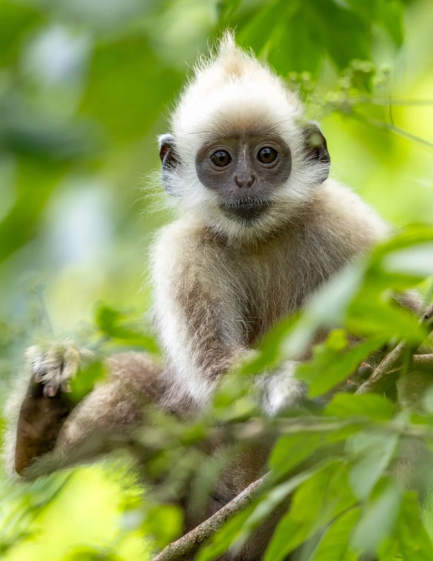 white-headed langur tour from chongzuo white-headed langur tour from chongzuo