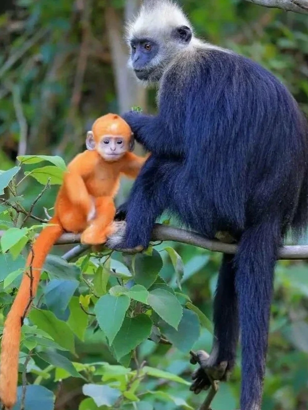 White-headed Langur Reserve: How Long to Spend?