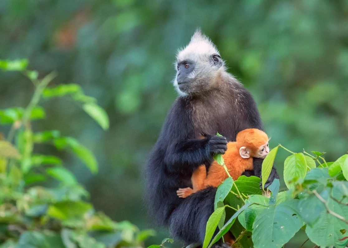 white-headed langur reserve visiting hours white-headed langur reserve visiting hours