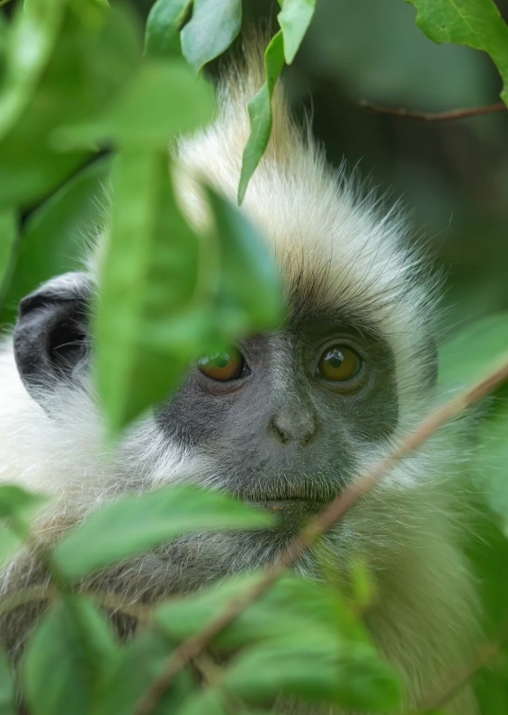 White-headed Langur Reserve Tickets: How to Book