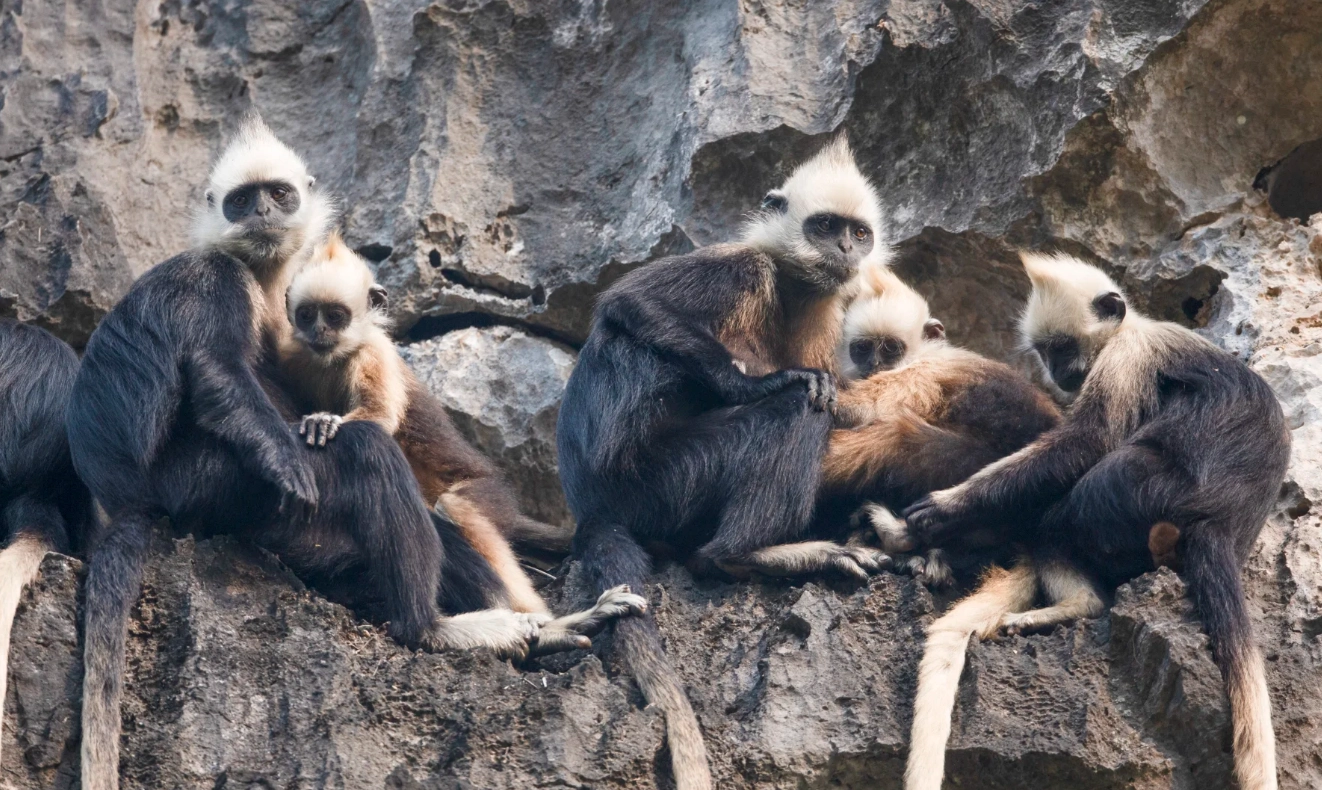 how to see white-headed langurs how to see white-headed langurs