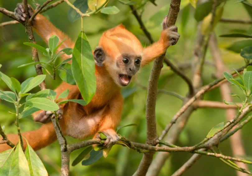 White-headed Langur Reserve Opening Hours: Time It Right