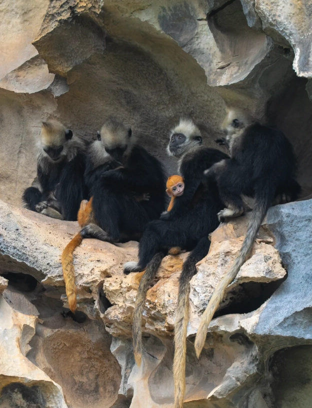 wildlife watching in Guangxi wildlife watching in Guangxi