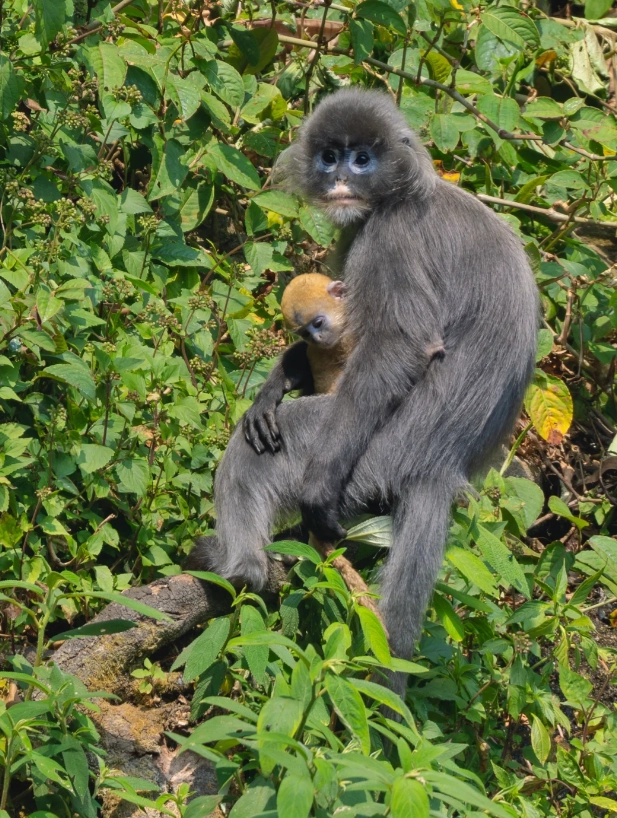 White-headed Langur tour White-headed Langur tour