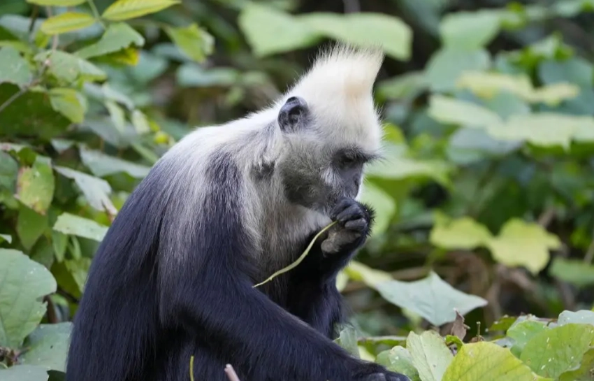 how to get to white-headed langur reserve