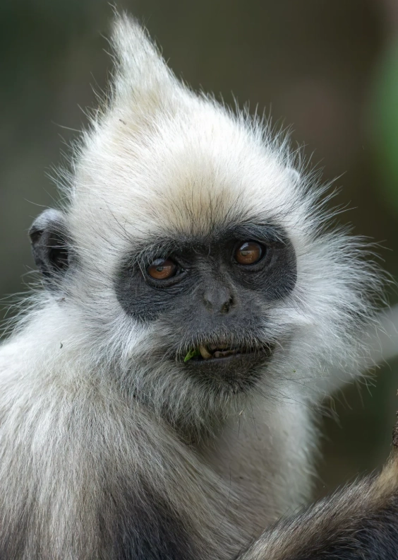 white-headed langur nature reserve booking