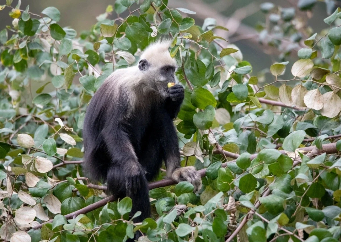 white-headed langur national nature reserve half day white-headed langur national nature reserve half day