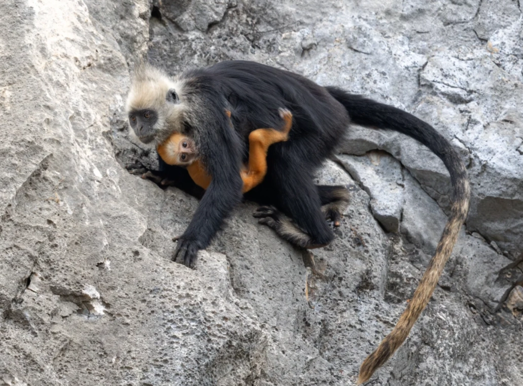 white-headed langur nature reserve booking
