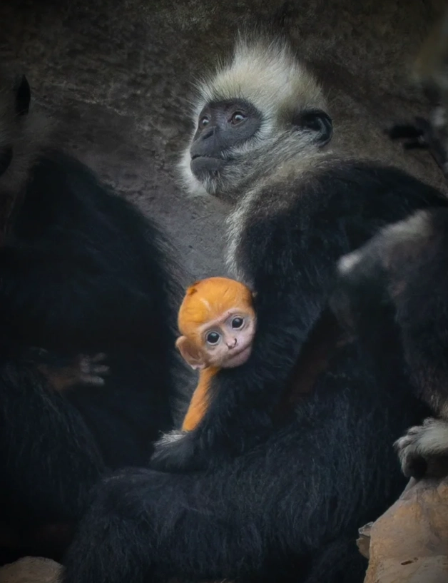 White-headed Langur wildlife spotting White-headed Langur wildlife spotting