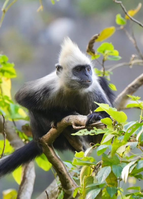 White-headed Langur National Nature Reserve White-headed Langur National Nature Reserve