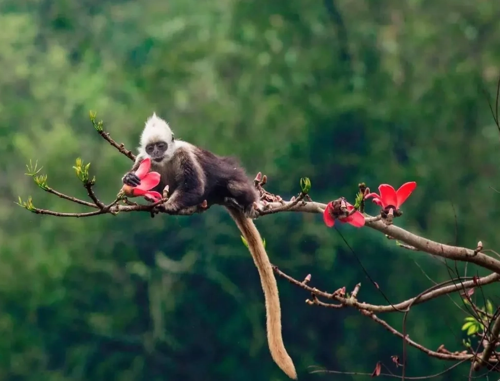 best time to visit white-headed langur reserve best time to visit white-headed langur reserve