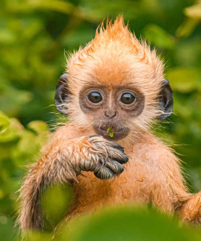 white-headed langur reserve visiting times white-headed langur reserve visiting times