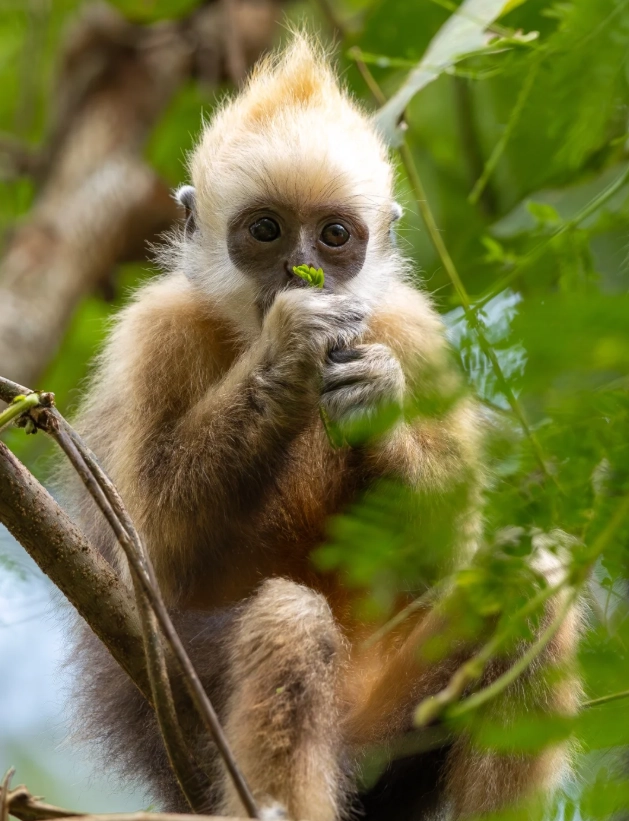 white-headed langur reserve visiting hours white-headed langur reserve visiting hours