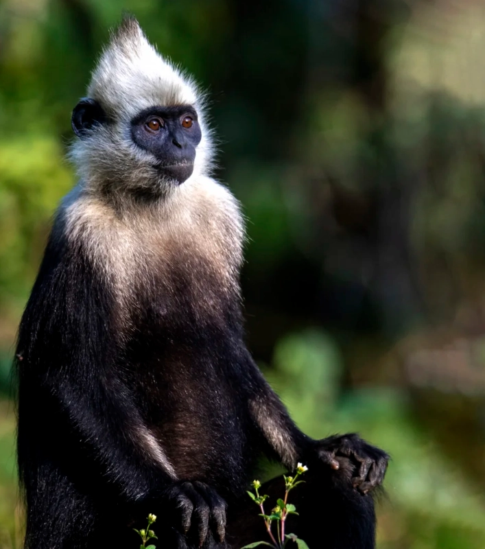 white-headed langur reserve tickets white-headed langur reserve tickets