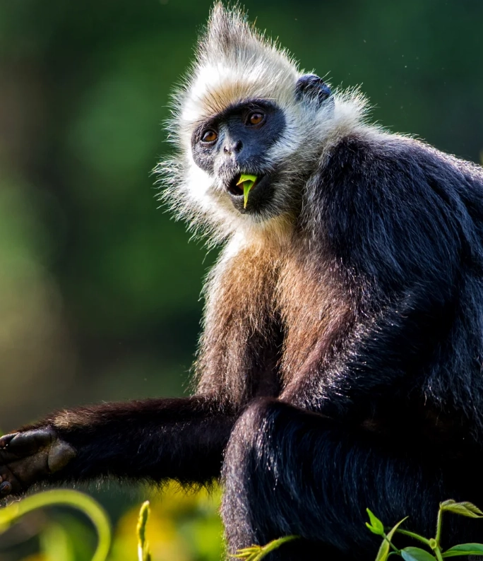 white-headed langur photography tips white-headed langur photography tips