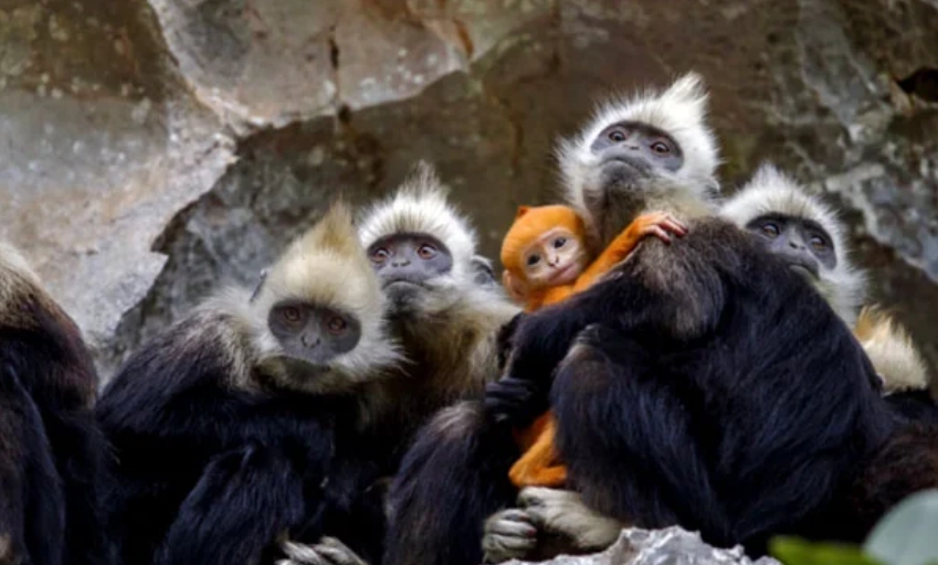 white-headed langur national nature reserve