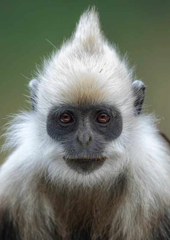visit white-headed langur reserve china