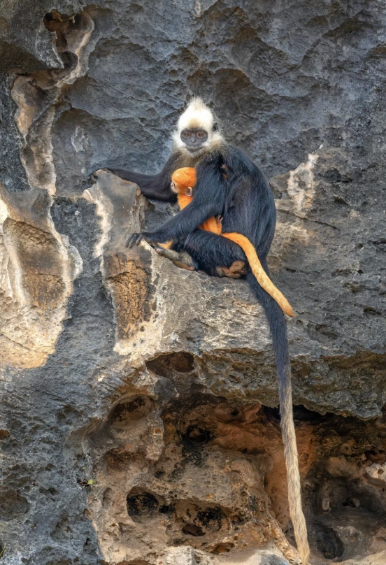 visit white-headed langur reserve china