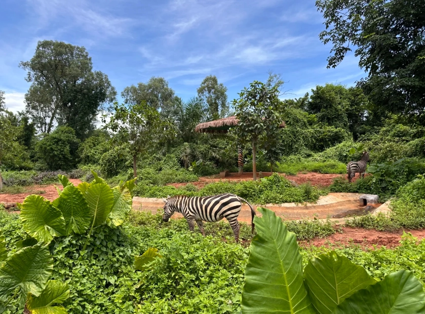 Hainan Tropical Wildlife Park Photography Spots: Best Locations for Stunning Animal Shots