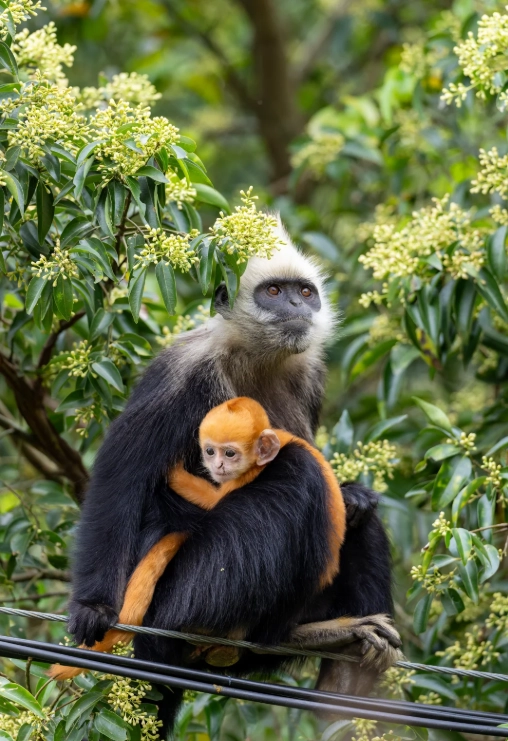 White-headed Langur National Nature Reserve: How to Spot Them