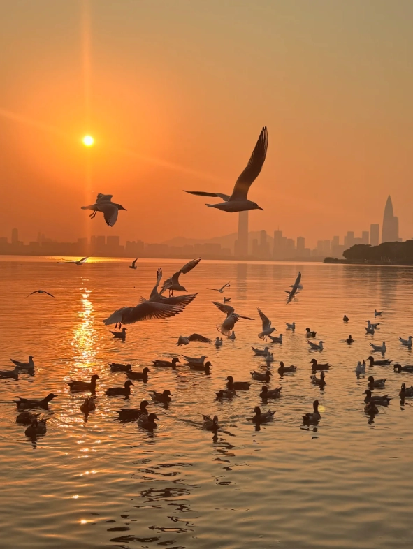 Shenzhen Autumn Itinerary: 3-Day Plan Without Crowds