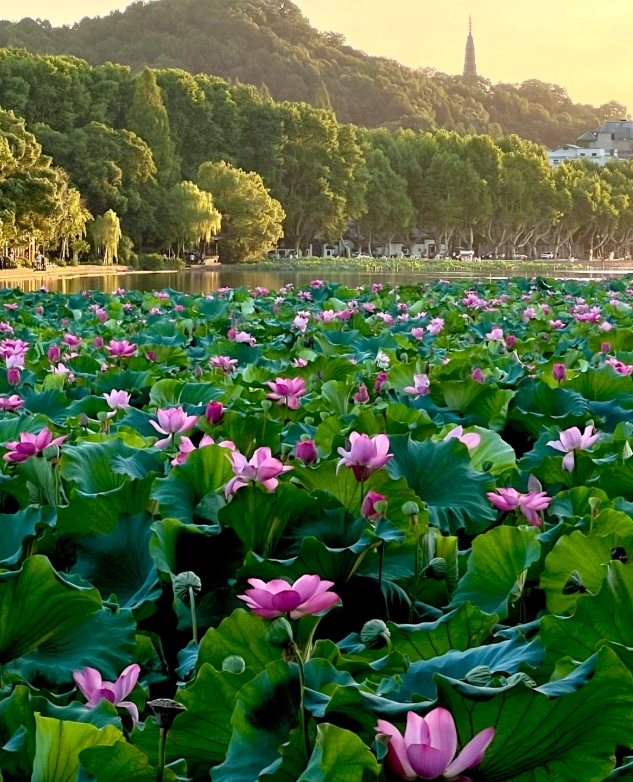 Hangzhou Spring Travel Tips: Skip Crowds, See Blossoms