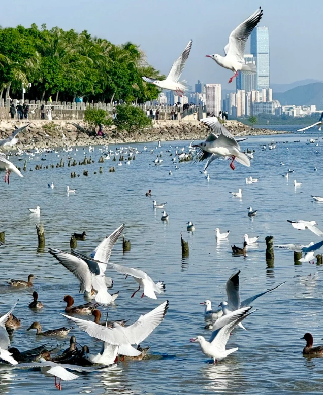 4 Days in Shenzhen: Insider Itinerary & Money-Saving Tips