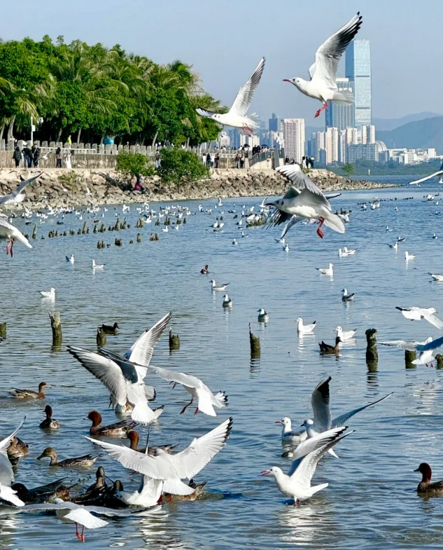 what to do in Shenzhen in 2 days