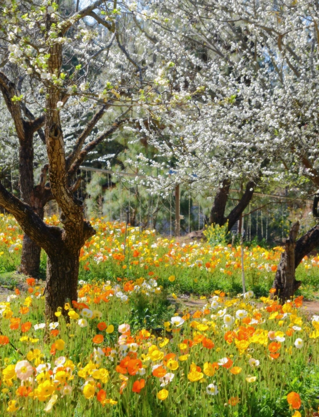 Kunming Spring Travel Tips: Avoid Crowds & Bloom Spots