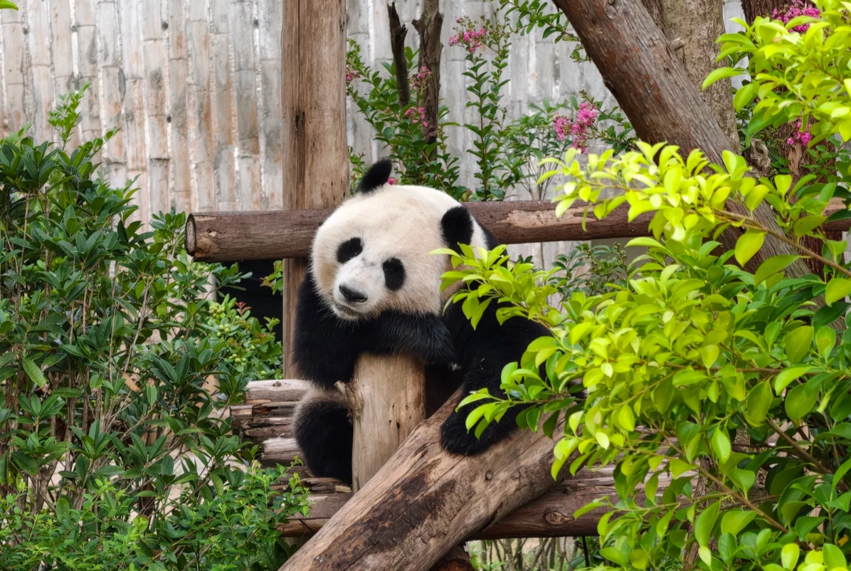 Chengdu Tourist Attractions: Pandas, Food & Local Secrets