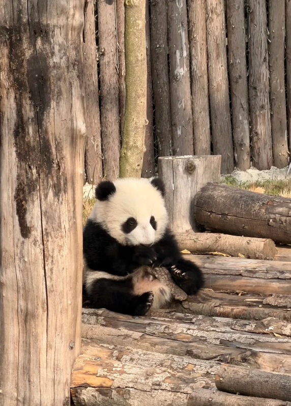What to do in Chengdu for a weekend: 48-hour route