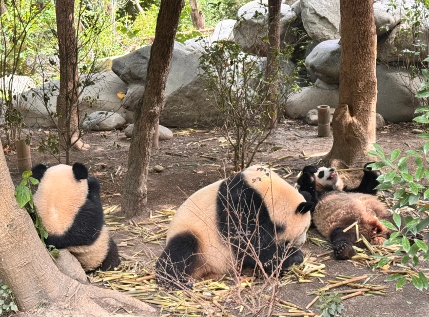 Top Things to Do in Chengdu: Skip the Tourist Traps