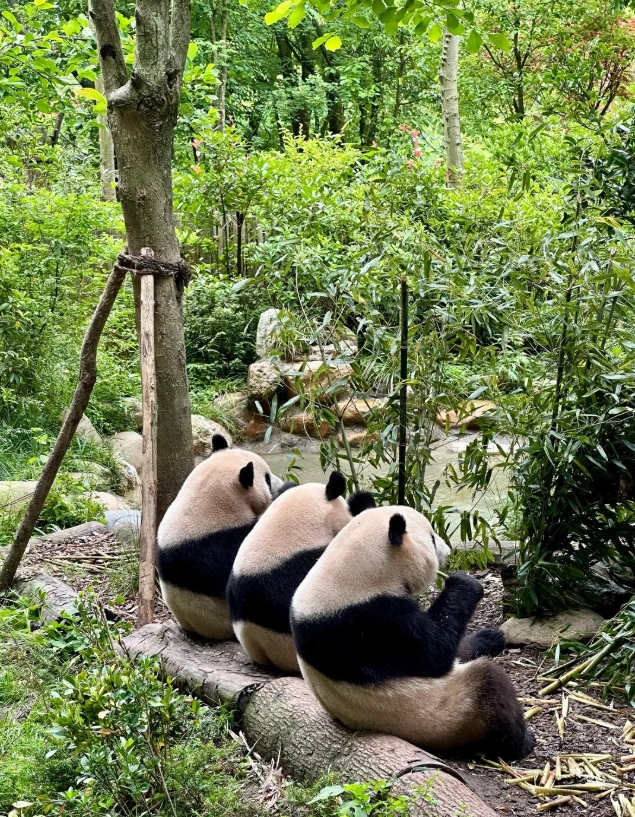 is chengdu worth visiting