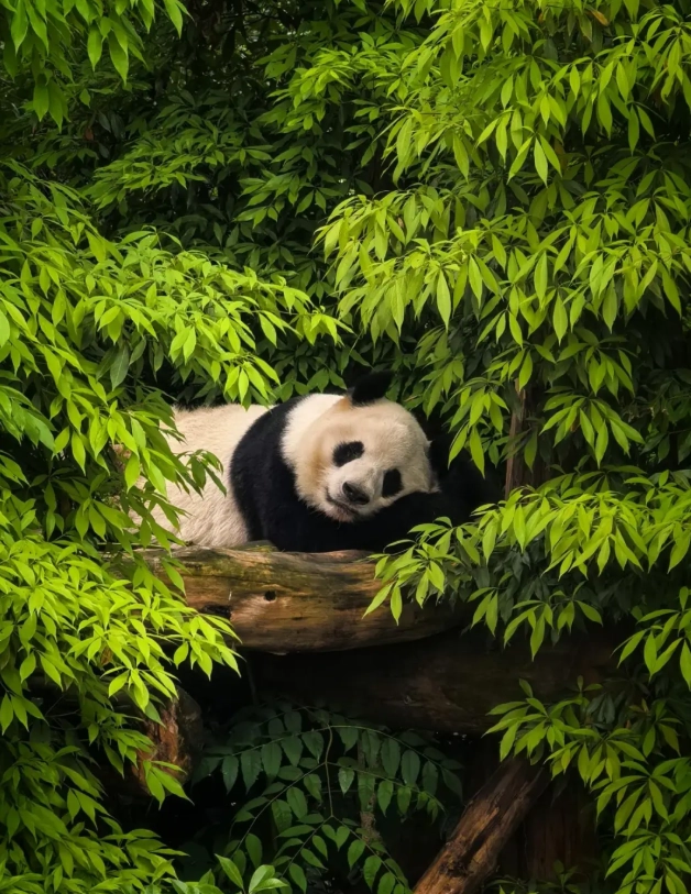 Things to Do in Chengdu with Kids: 12 Family Adventures