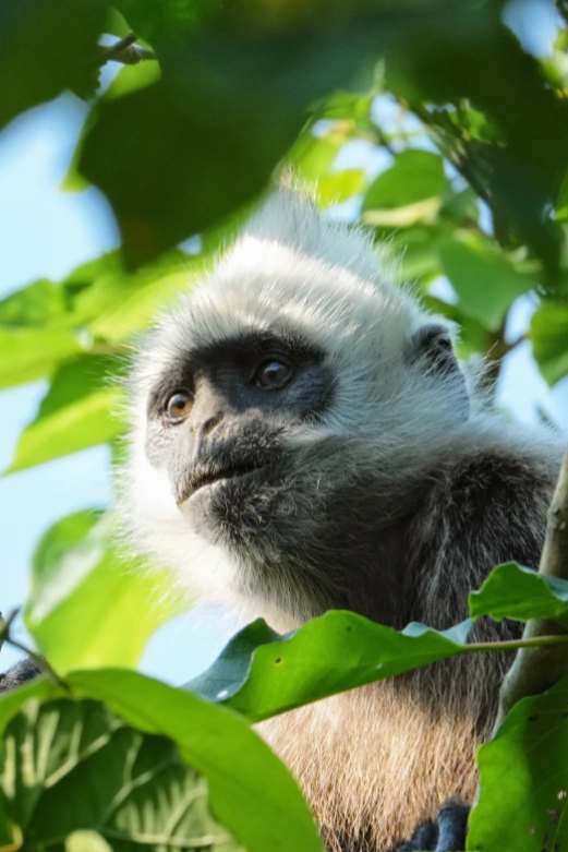 white-headed langur conservation white-headed langur conservation
