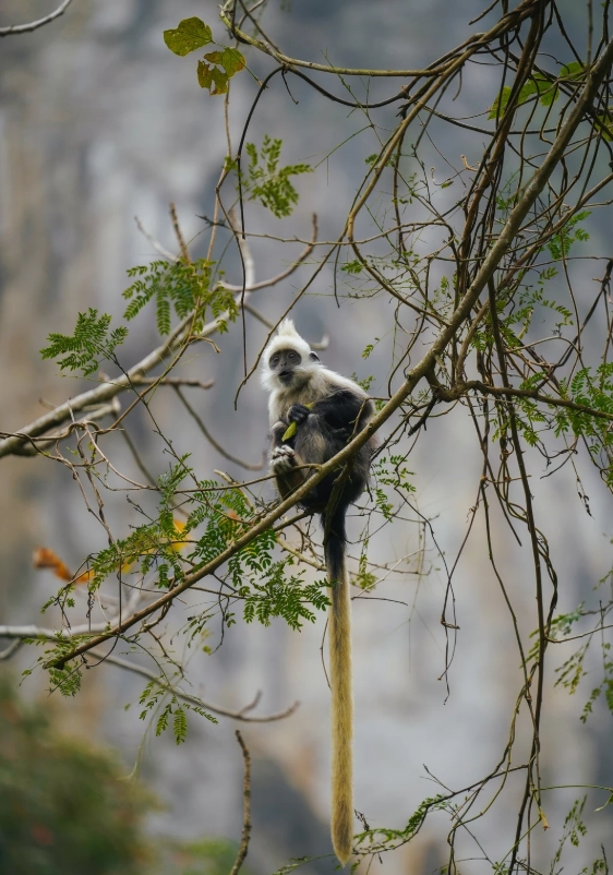 Best Time to Visit White-headed Langur: When to See Babies