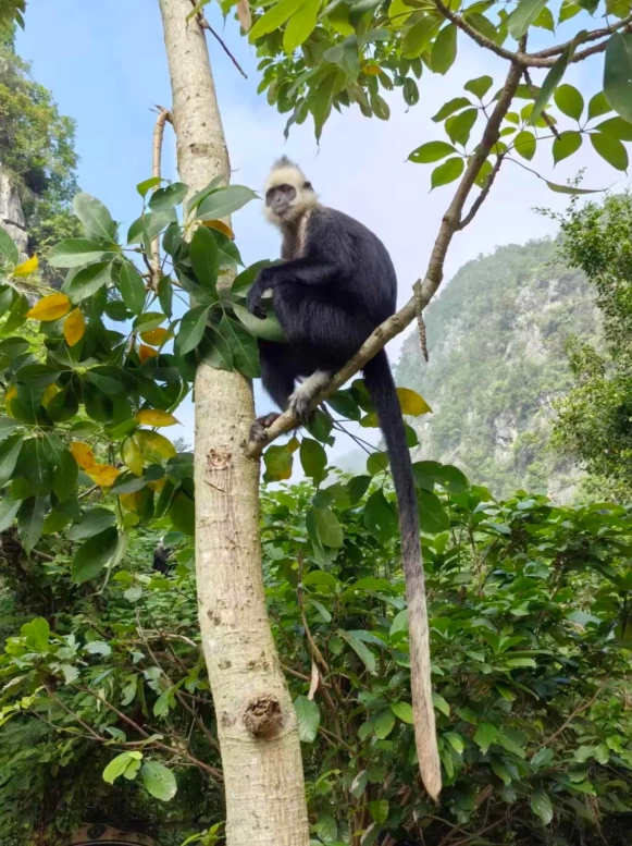 chongzuo monkey watching chongzuo monkey watching