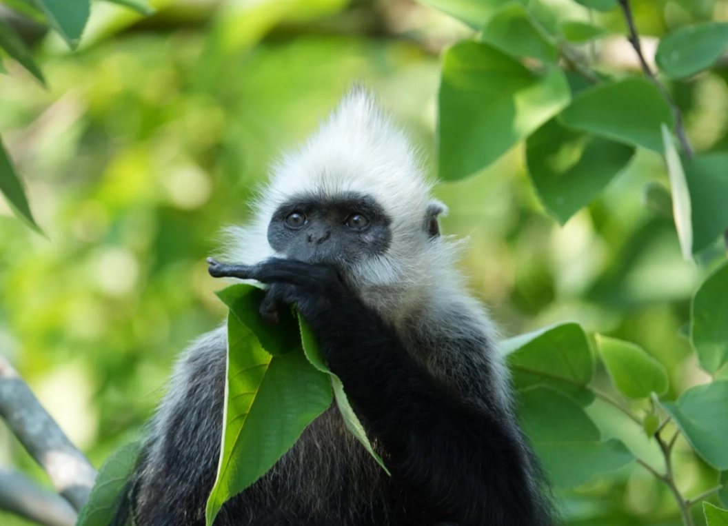 white-headed langur conservation white-headed langur conservation