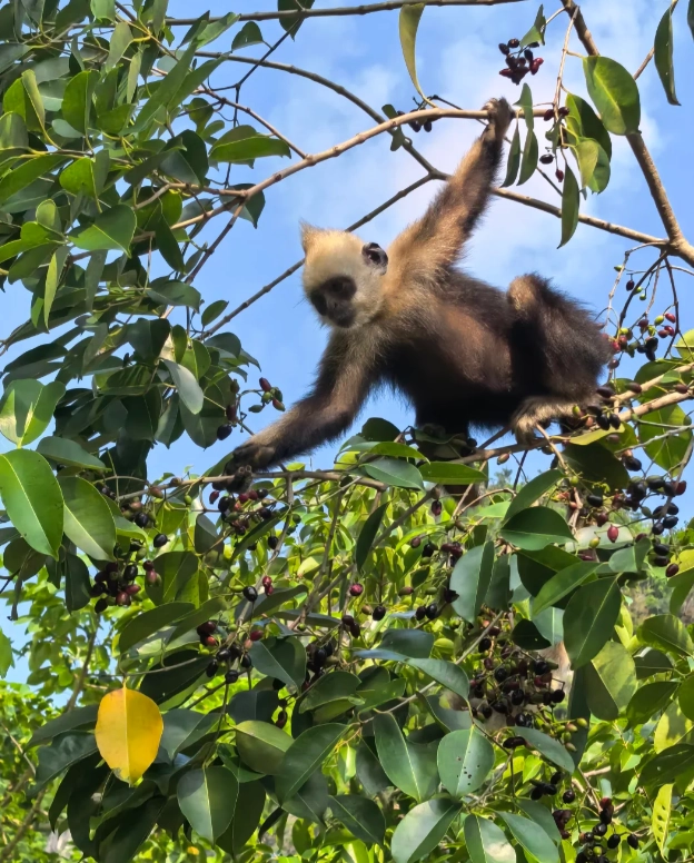 best time to visit white-headed langur national nature reserve best time to visit white-headed langur national nature reserve