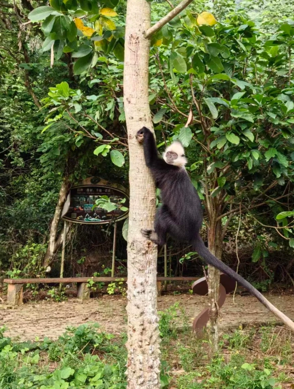 white-headed langur viewing season white-headed langur viewing season